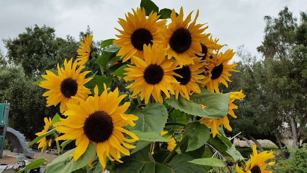 Mosaic Community Garden of Chula Vista | 960 5th Ave, Chula Vista, CA 91911, USA | Phone: (619) 457-1299