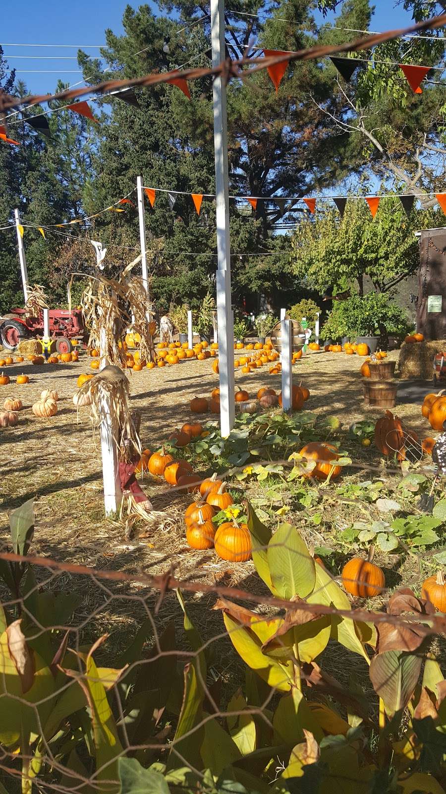 Cornucopia Fruit Stand | 14288 Winchester Blvd, Los Gatos, CA 95032, USA | Phone: (408) 374-6453