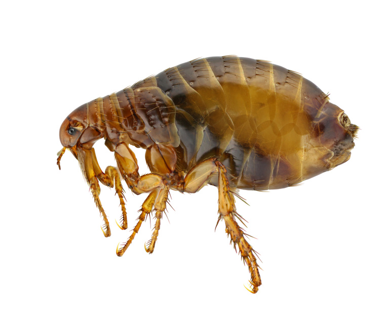 Nu Way Pest Control | 7126 Eckhert Rd Ste 1, San Antonio, TX 78238, USA | Phone: (210) 520-0500