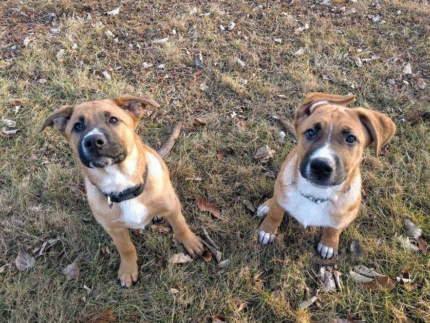 Essington Road Animal Hospital | 1914 Essington Rd, Joliet, IL 60435, USA | Phone: (815) 439-2323