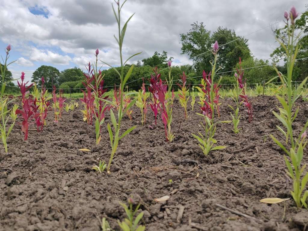 Mendon Community Garden | 125 North Ave, Mendon, MA 01756