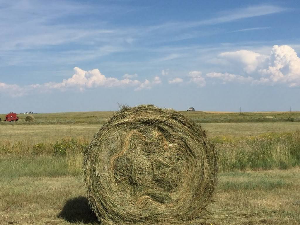 Lasater Grasslands Beef | 721 Nichols Blvd, Colorado Springs, CO 80907, USA | Phone: (866) 454-2333