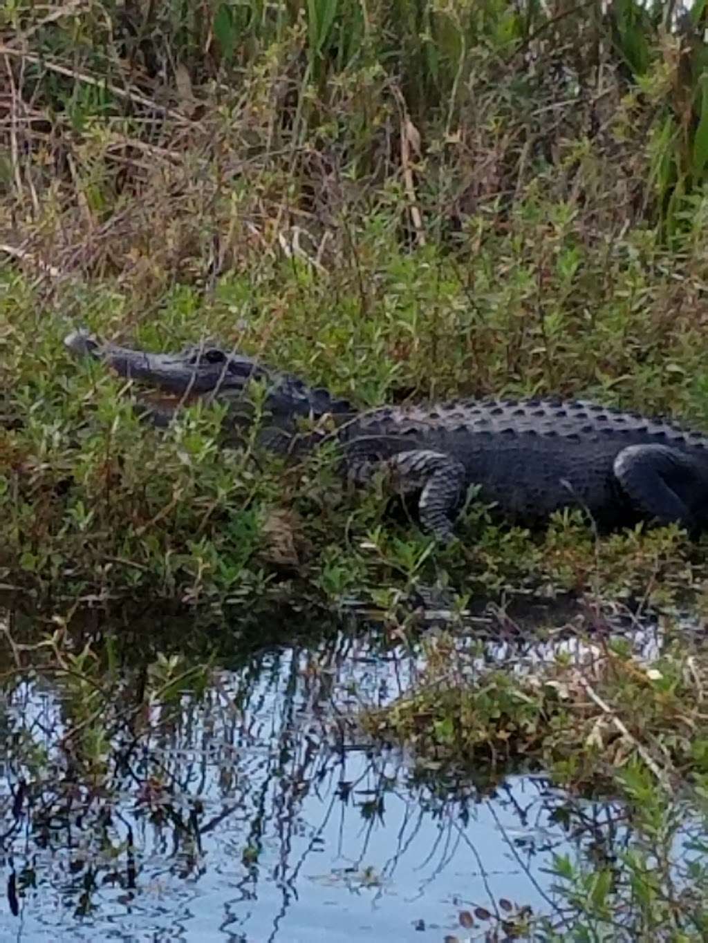 Spirit of the Swamp Airboat Rides | 2830 Neptune Rd, Kissimmee, FL 34744, USA | Phone: (321) 689-6893