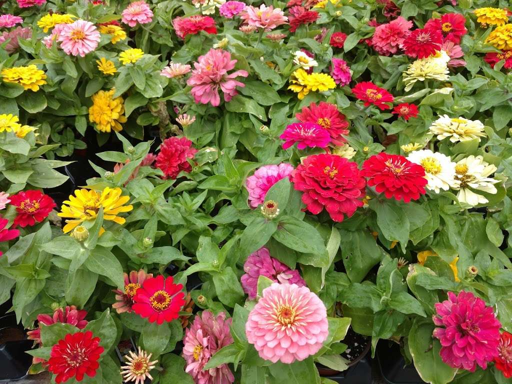 Village Green Nurseries Inc | 147 Providence Hwy, Norwood, MA 02062, USA | Phone: (781) 762-0962