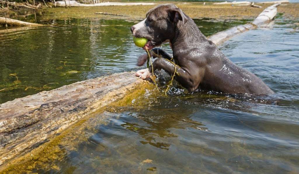 Independence Grove Dog Park | 31531 N Milwaukee Ave, Libertyville, IL 60048, USA | Phone: (847) 367-6640