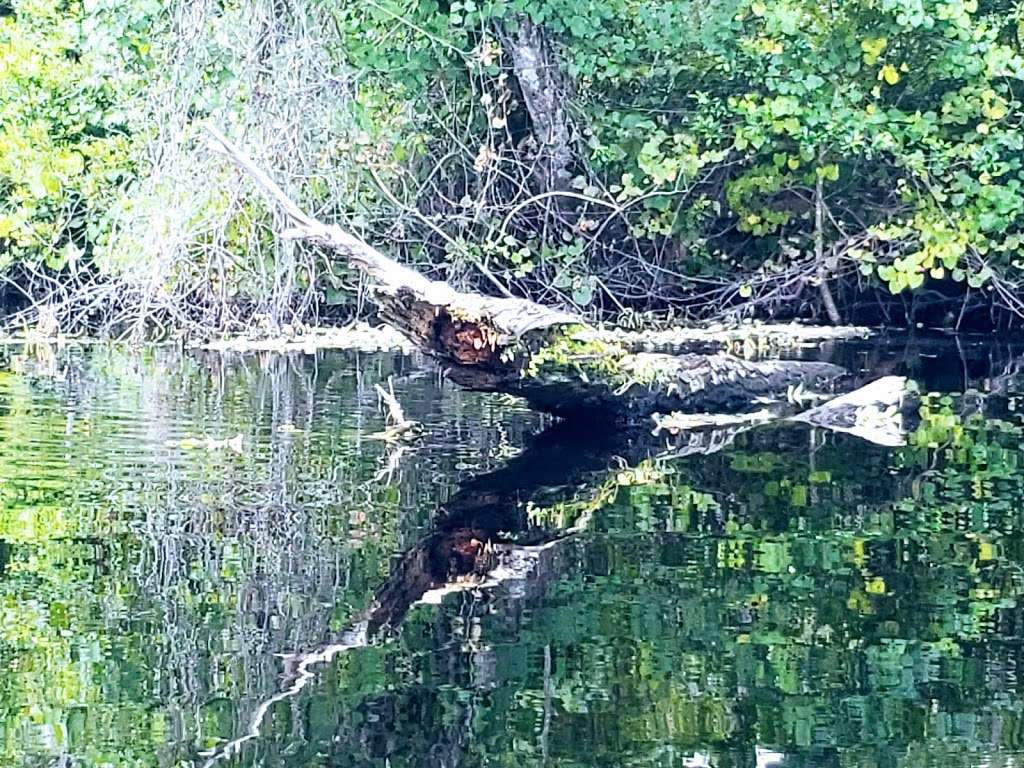 Alexander Springs Recreation Area | Florida, USA