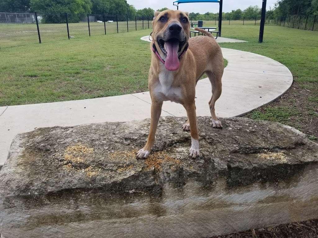 Nessie in the Quarry Pond at Tom Slick Park | 7620 NW Loop 410, San Antonio, TX 78245, USA