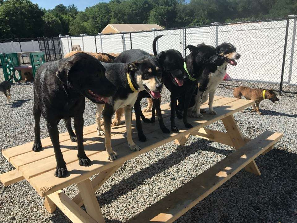 Buddys Doggie Daycare, Grooming & Boarding | 39 Miller St, Norfolk, MA 02056, USA | Phone: (508) 346-3952
