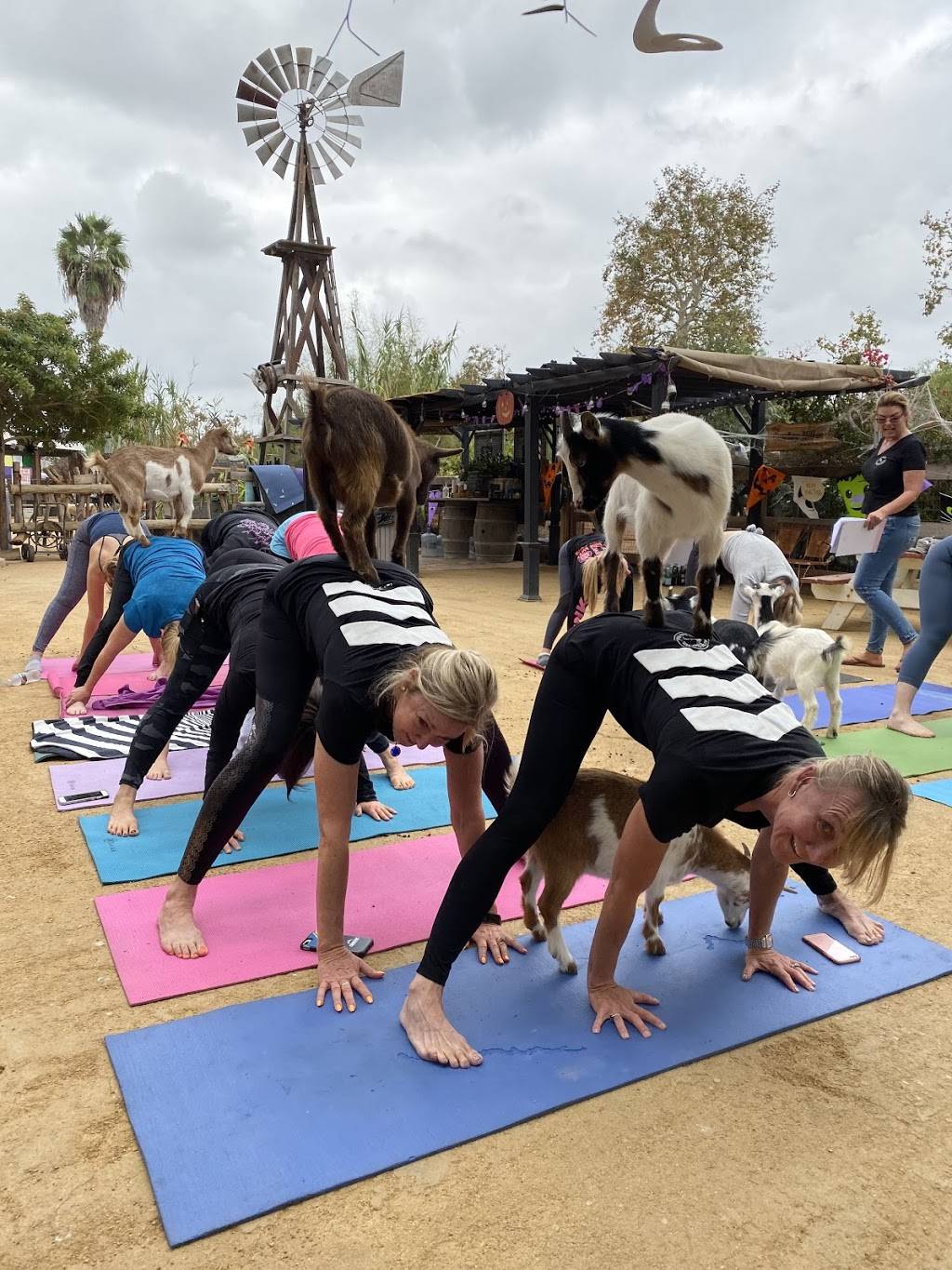 Oc goat yoga | 29458 Trabuco Creek Rd, San Juan Capistrano, CA 92675, USA | Phone: (949) 212-4357