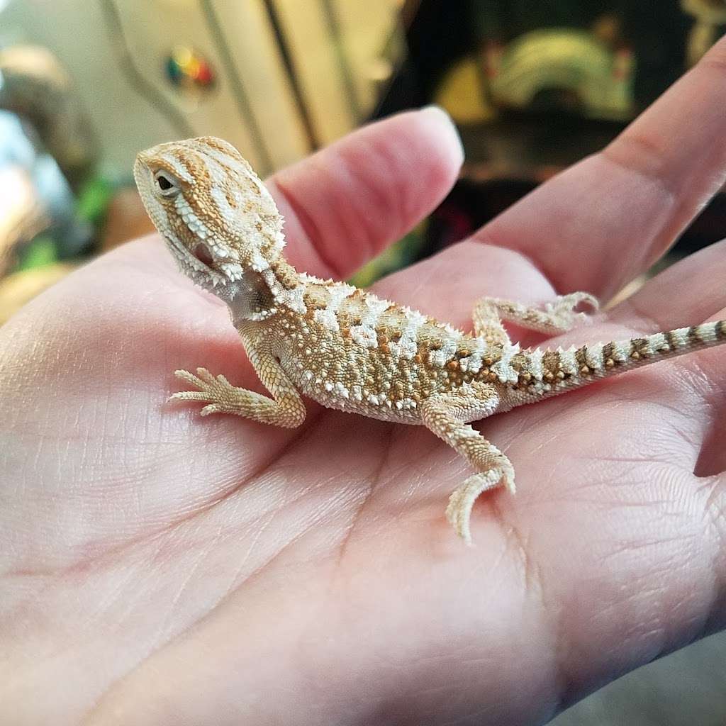 Dachiu Bearded Dragons | 433.5 Furnace St, Shenandoah, PA 17976, USA | Phone: (570) 462-2196