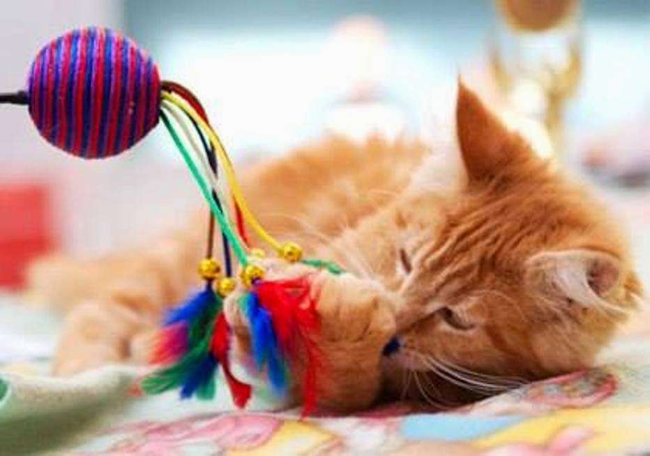 Pampered Pet Sitting | 102 Cottonwood Close St, Warrensburg, MO 64093, USA | Phone: (660) 747-3554