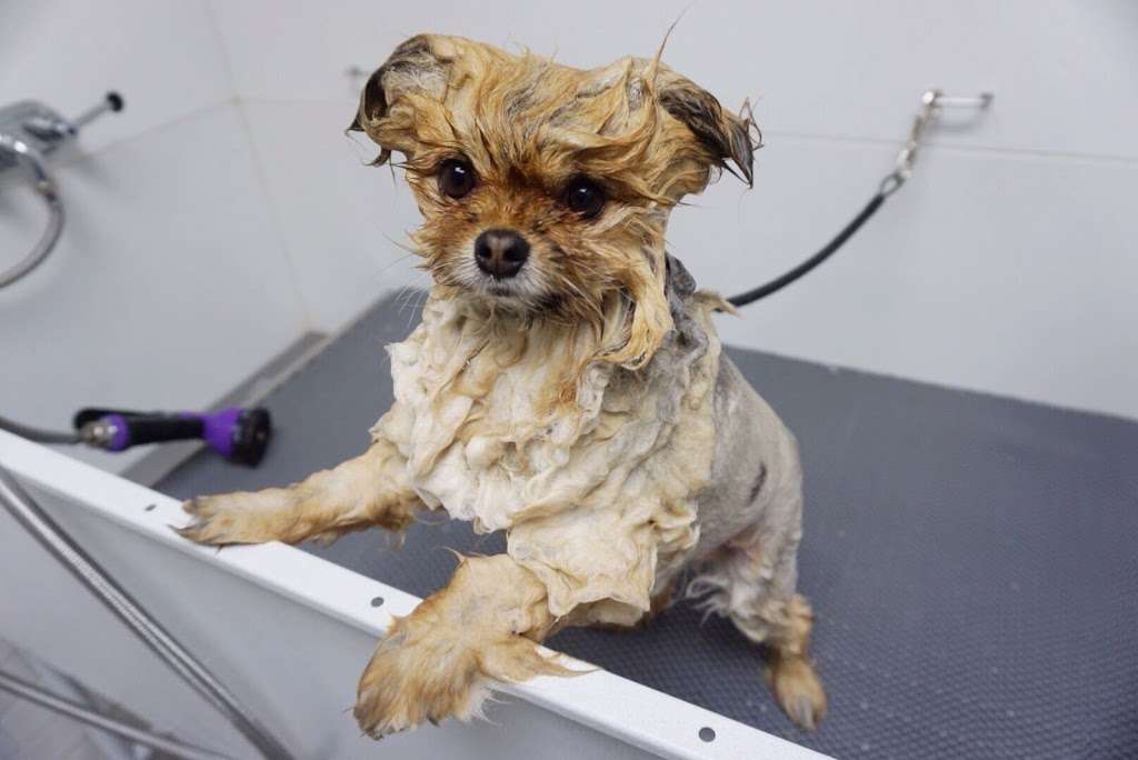 Oasis Dog Spa & Shoppe | 2911 Centre Ave Unit #2, Reading, PA 19605, USA | Phone: (610) 816-5492