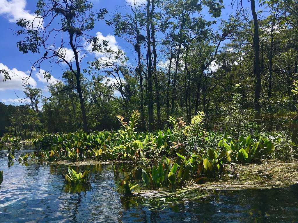 Kayak Silver Springs | Silver Springs State Park, 5656 E Silver Springs Blvd, Silver Springs, FL 34488, USA | Phone: (904) 315-8442