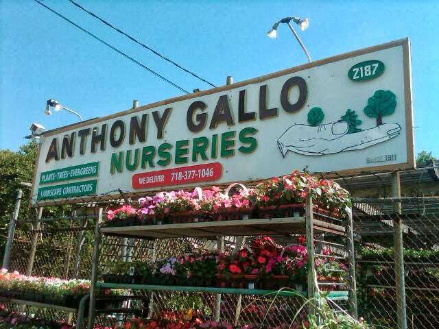 Anthony Gallo Landscaping & Nursery | 1909 Flatbush Ave, Brooklyn, NY 11210, USA | Phone: (718) 377-1046