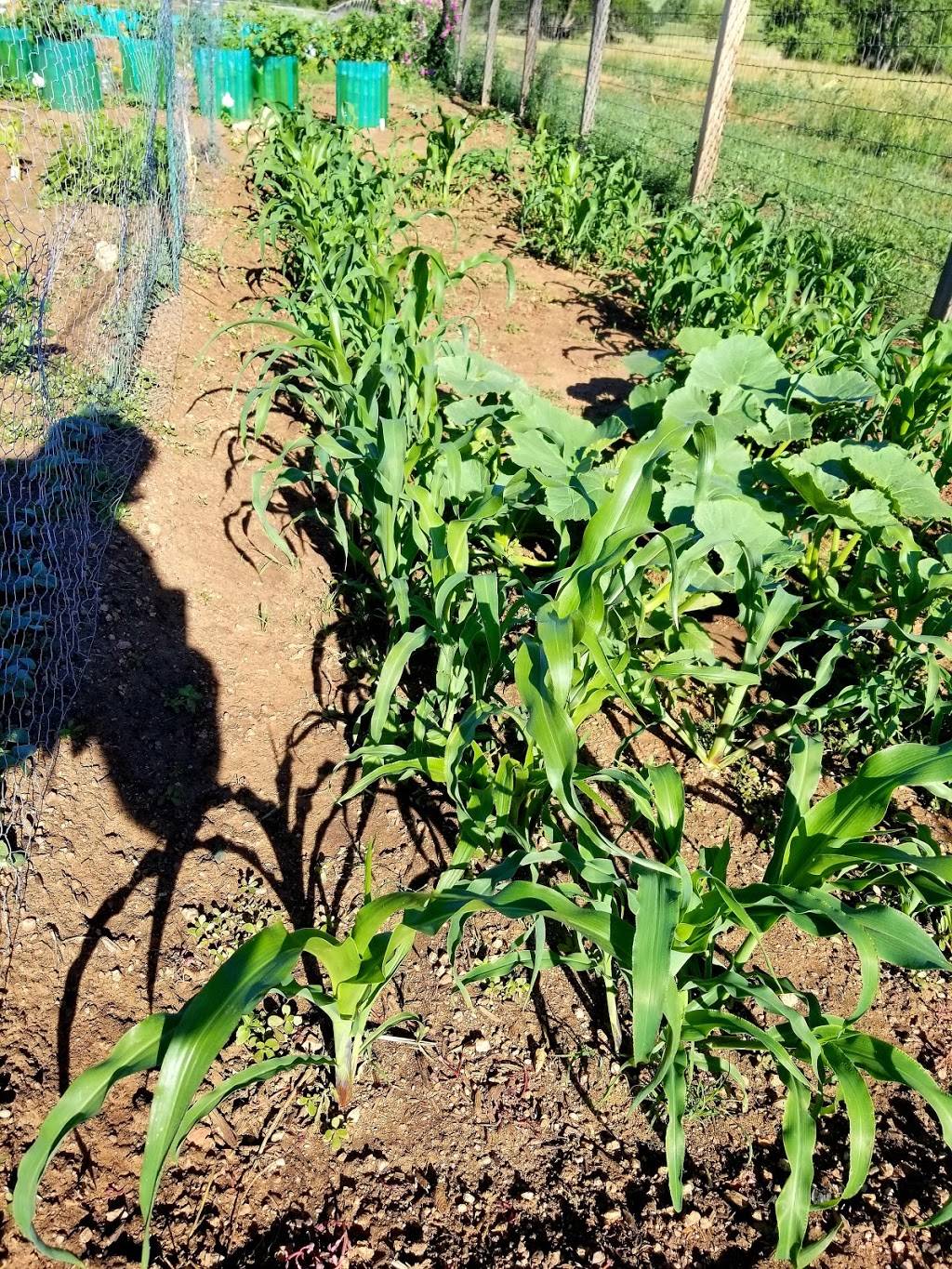 Charmaine Nymann Community Garden at Bear Creek Regional Park | Creek Crossing St, Colorado Springs, CO 80905, USA | Phone: (719) 634-4433