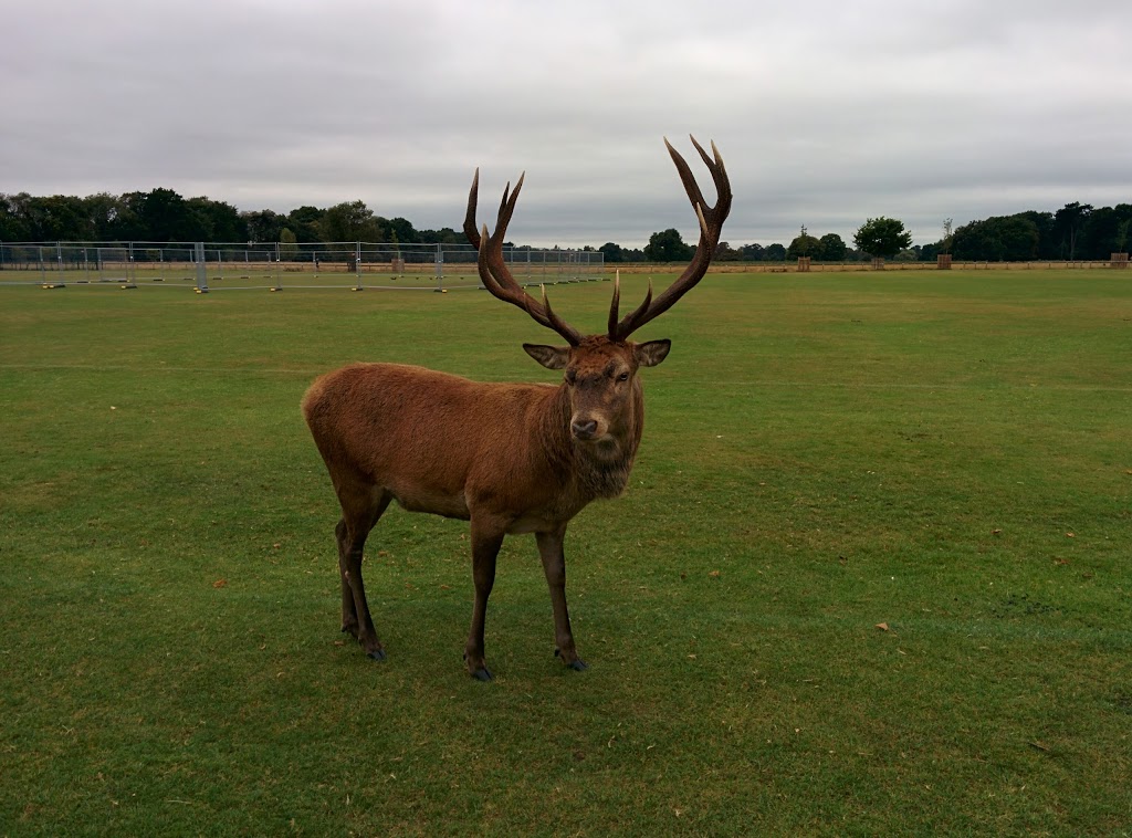 Hampton Wick Royal Cricket Club | Bushy Park, Hampton Wick KT1 4AZ, UK | Phone: 020 8977 2378