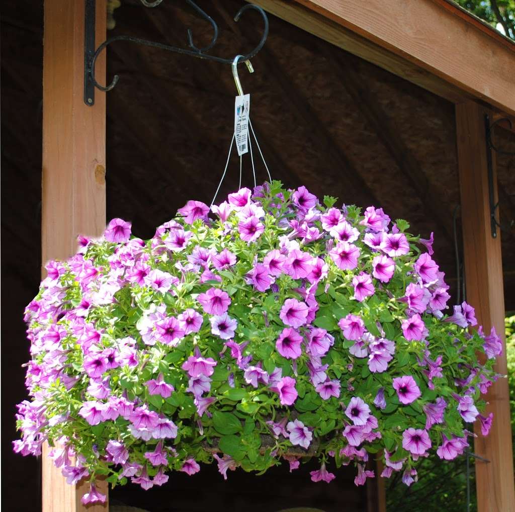 Blooms Greenhouse Growers Outlet | 719 Hupp Rd, La Porte, IN 46350, USA | Phone: (219) 393-3607