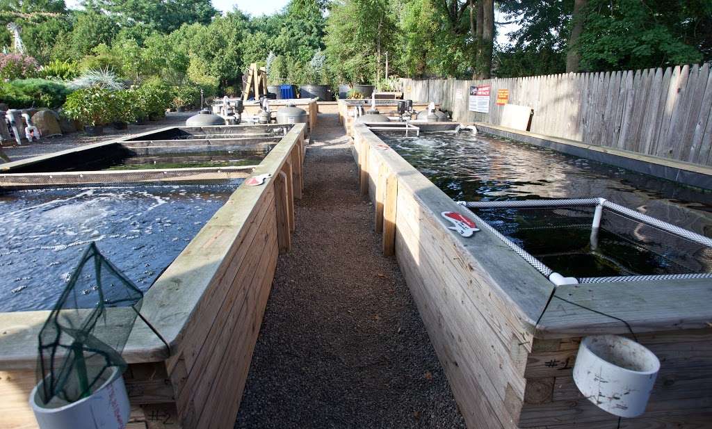 Koi Market Aquatic Gardens | 475 Main St, Huntington, NY 11743, USA | Phone: (516) 809-6771