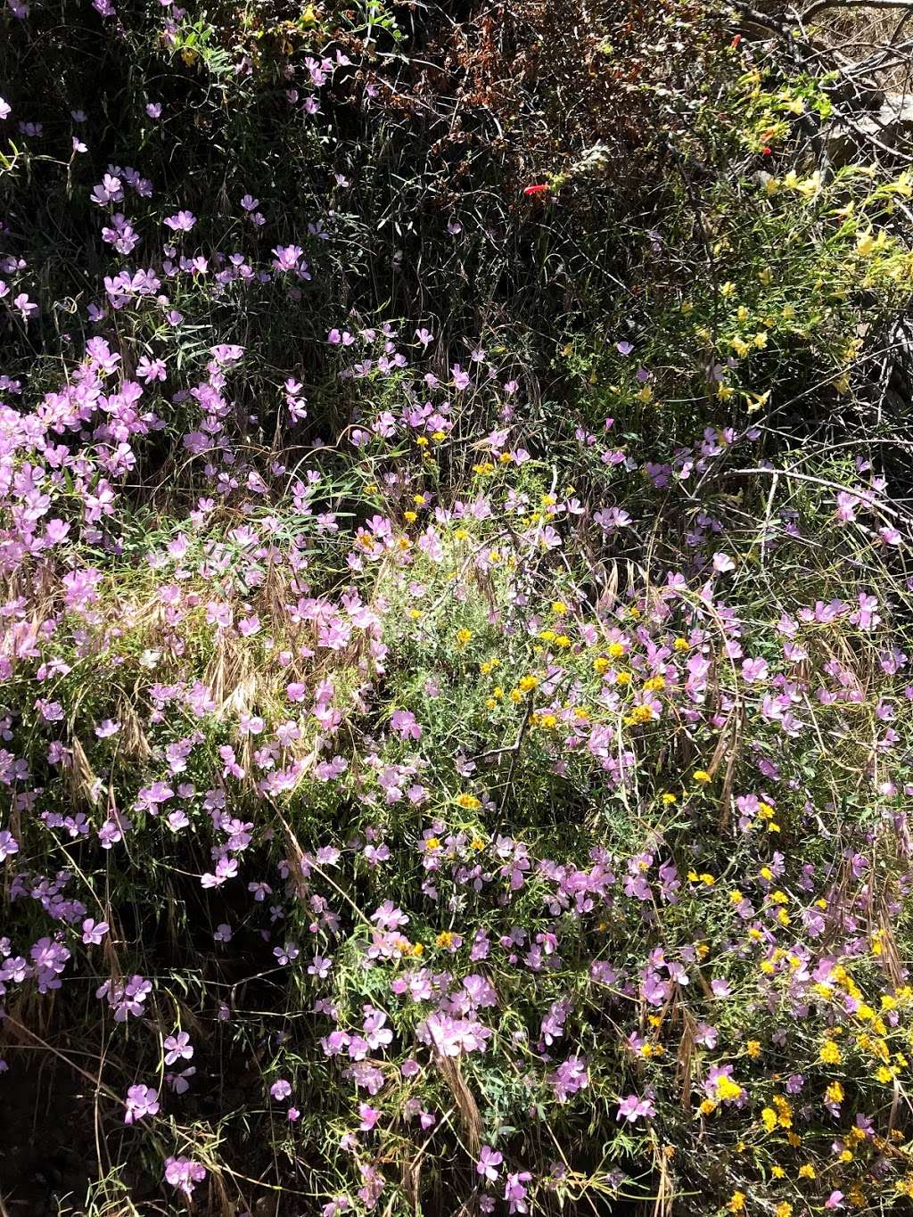 Dawn Mine Trail | Altadena, CA 91001, USA