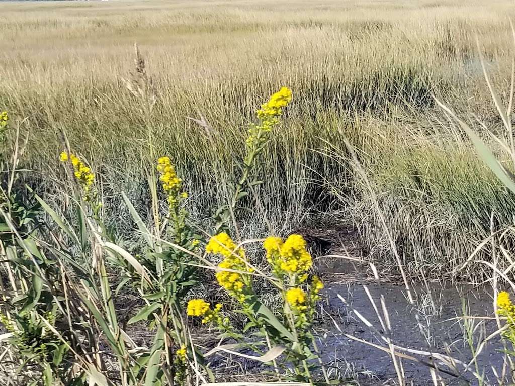 Pork Island Wildlife Management Area | Longport, NJ 08403