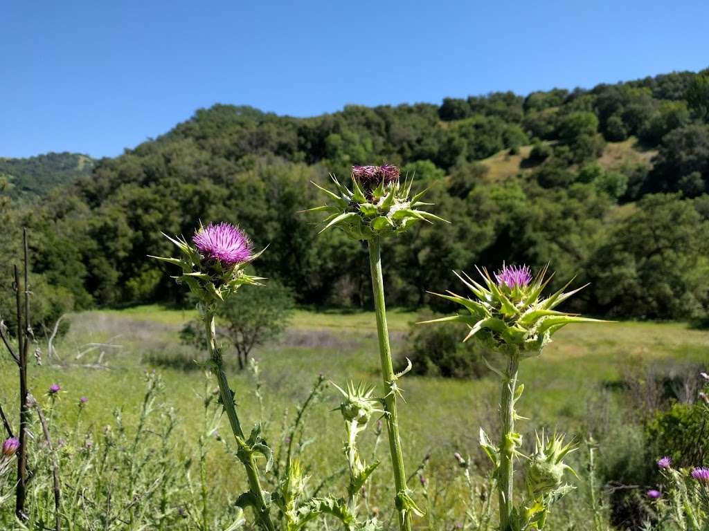 Sunol Regional Wilderness | 1895 Geary Rd, Sunol, CA 94586 | Phone: (510) 544-3249