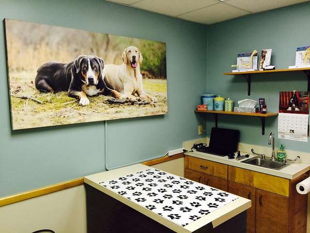 Independence Veterinary Clinic | 2328 Crownpoint Executive Dr, Charlotte, NC 28227, USA | Phone: (704) 841-1313