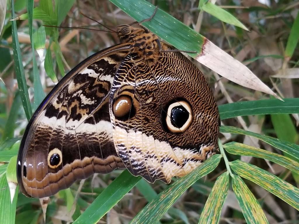 Butterfly Wonderland | 9500 East Vía de Ventura F100, Scottsdale, AZ 85256, USA | Phone: (480) 800-3000