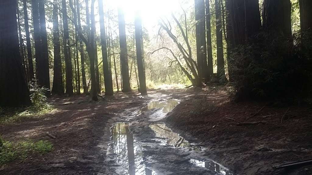 Rincon Parking Lot, Henry Cowell SP | CA-9, Santa Cruz, CA 95060