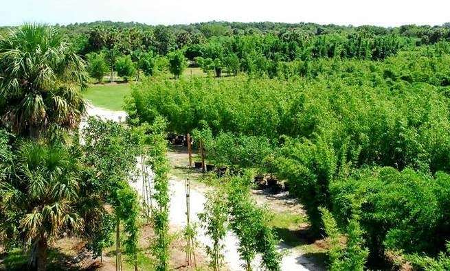 New Shoots Bamboo Nursery | 4505 SW Kanner Hwy, Stuart, FL 34997, USA | Phone: (772) 221-7227