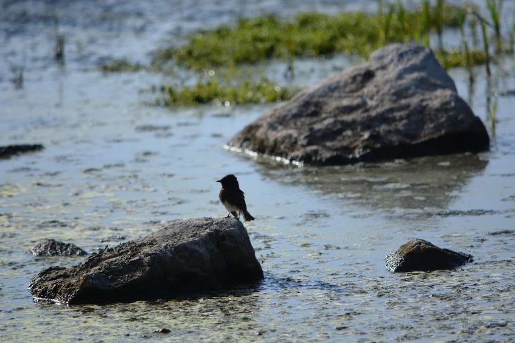 IRWD San Joaquin Marsh & Wildlife Sanctuary | 5 Riparian View, Irvine, CA 92612, USA | Phone: (949) 453-5300