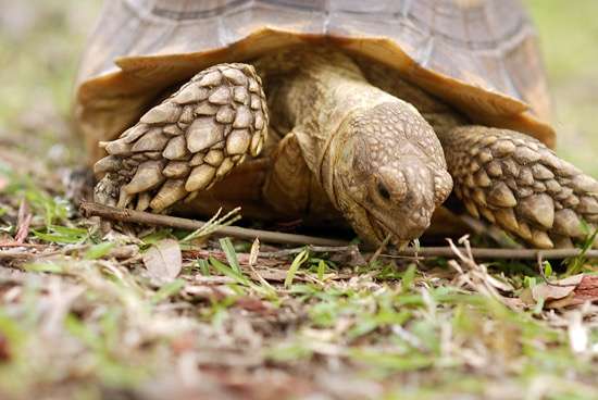 Forest Animal Rescue (BY APPOINTMENT ONLY) | 640 NE 170th Ct, Silver Springs, FL 34488 | Phone: (352) 625-7377