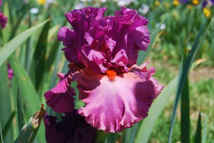 Pleasants Valley Iris Farm | 7317 Pleasants Valley Rd, Vacaville, CA 95688, USA | Phone: (707) 451-3367