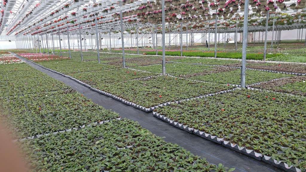 Hionis Greenhouses | 4 Coddington Rd, Whitehouse Station, NJ 08889 | Phone: (908) 534-7710