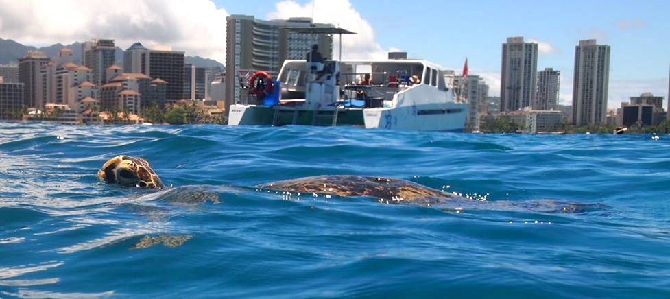 Aqua Zone Scuba Diving & Snorkeling Boat Location - Slip A-8 | Dive Boat location- Kewalo Harbor 1125 Ala Moana Blvd Slip A-8, Honolulu, HI 96813, USA | Phone: (808) 923-3483