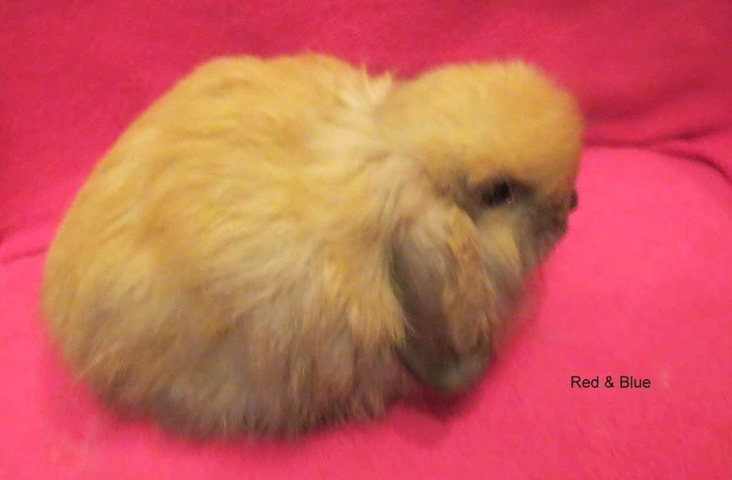 Sweet Dream Tiny Lop Rabbitry | 826 Green Valley Rd, Jackson, NJ 08527 | Phone: (732) 806-7370