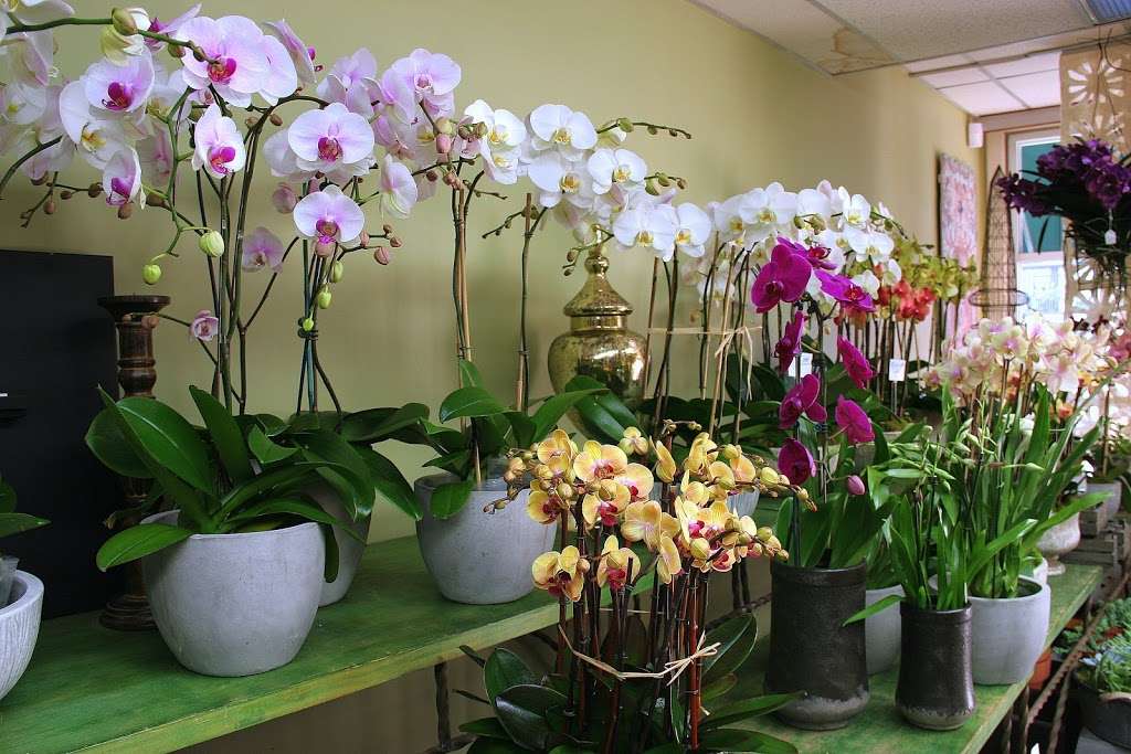 LARCHMONT VILLAGE FLORIST | 420 N Larchmont Blvd, Los Angeles, CA 90004, USA | Phone: (323) 464-8146