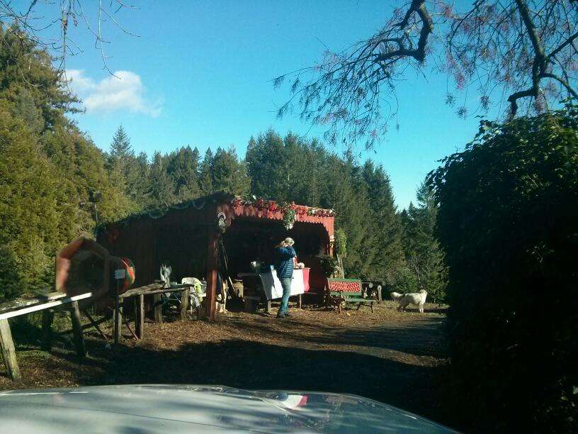 Santas Trees | 11389 Barnett Valley Rd, Sebastopol, CA 95472, USA | Phone: (707) 303-6084