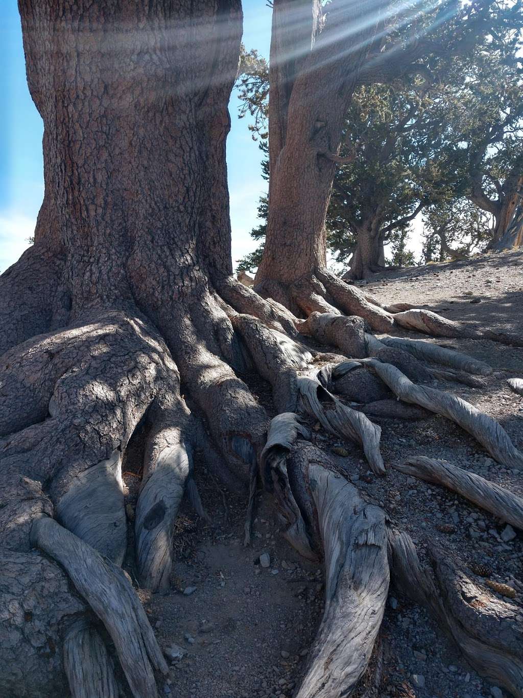 Rain Tree | Forest Trail 041, Mt Charleston, NV 89124, USA