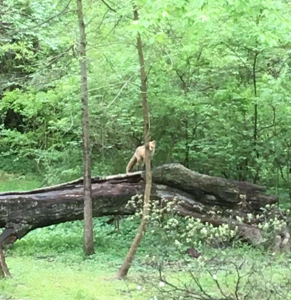 Wissahickon Environmental Center- Tree House | 300 W Northwestern Ave, Philadelphia, PA 19118, USA | Phone: (215) 685-9285