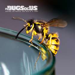 Its Bugs Or Us - San Antonio | 1014 Peabody Ave, San Antonio, TX 78211, USA | Phone: (210) 664-1847