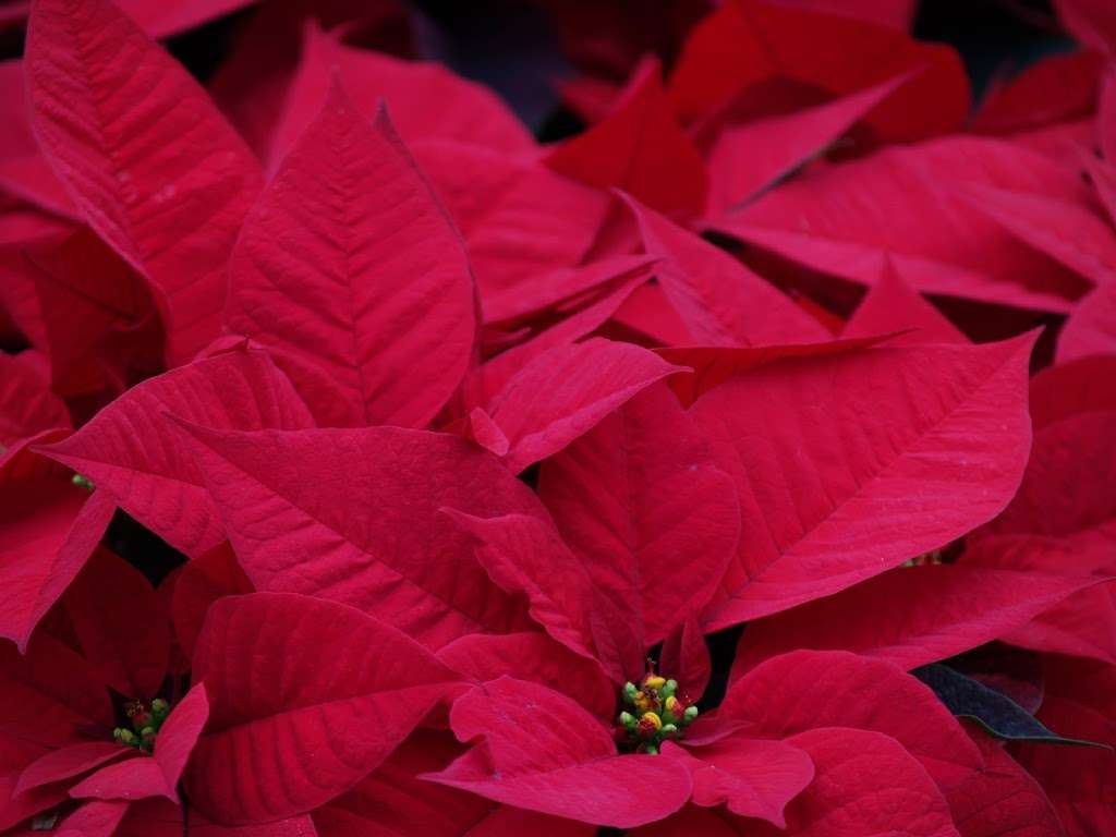 Esbenshades Garden Centers & Greenhouse | 1749 Bowmansville Rd, Mohnton, PA 19540, USA | Phone: (717) 445-6055 Esbenshades Garden Centers & Greenhouse | 1749 Bowmansville Rd, Mohnton, PA 19540, USA | Phone: (717) 445-6055