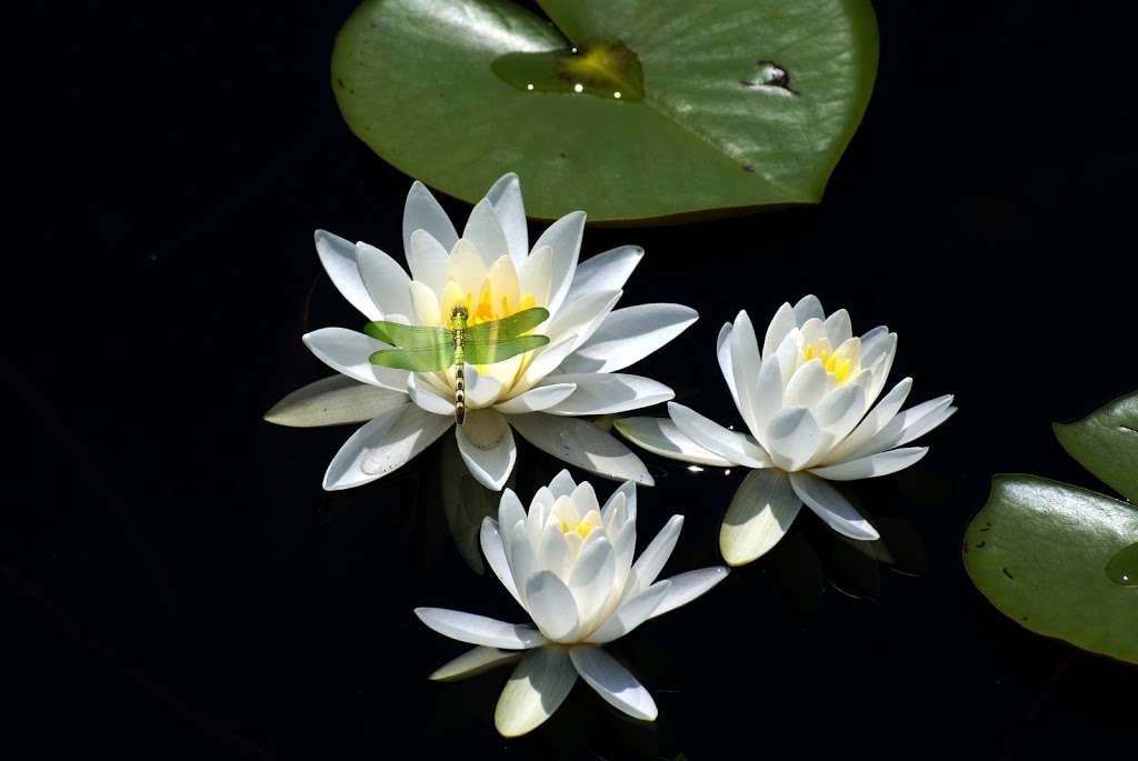 Granville Galleries | 7500 Creager Rd, Waynesboro, PA 17268, USA | Phone: (717) 759-0526