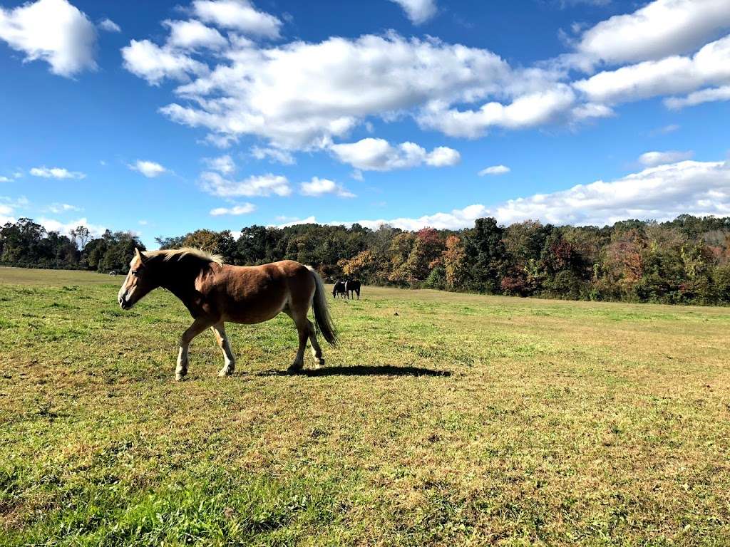 Hope Springs Farm at Marsh Creek State Park | 800 N Reeds Rd, Downingtown, PA 19335, USA | Phone: (610) 321-1960