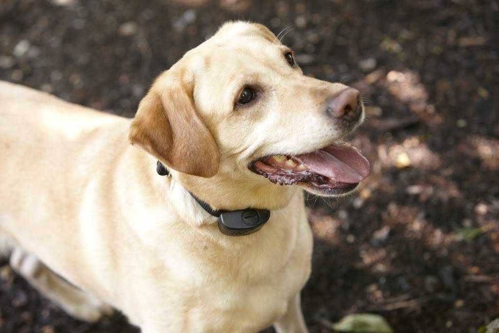 DogWatch Hidden Fences of Portland | 7 Grouse Terrace, Lake Oswego, OR 97035 | Phone: (503) 701-3033