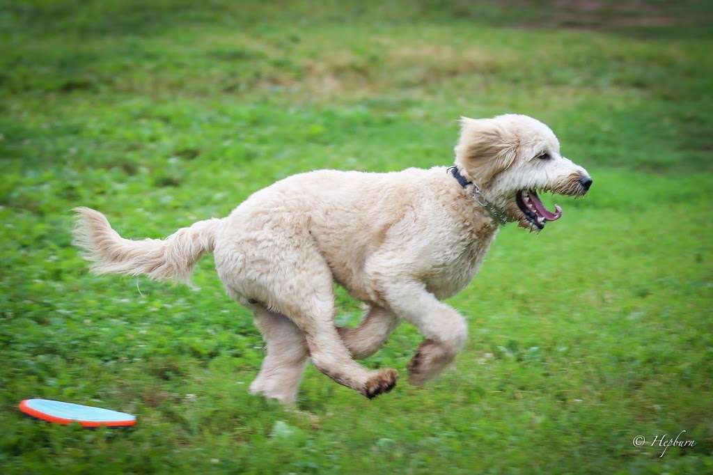 Danielle Ruiz-Murphy Center for Animal Welfare and Dog Park | 503 S Center Rd, Birdsboro, PA 19508, USA | Phone: (610) 921-2348