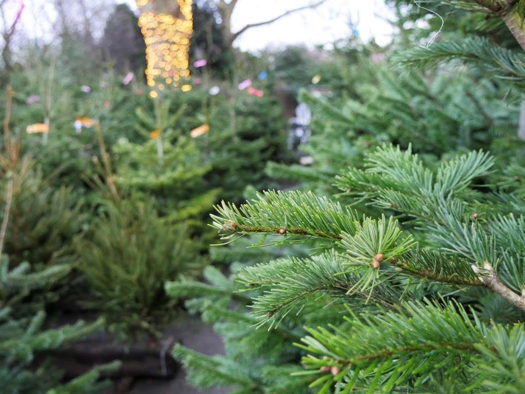 Pines and Needles | Chelsea Car Park, Carriage Dr N, London SW11 4BE, UK | Phone: 020 3598 4877