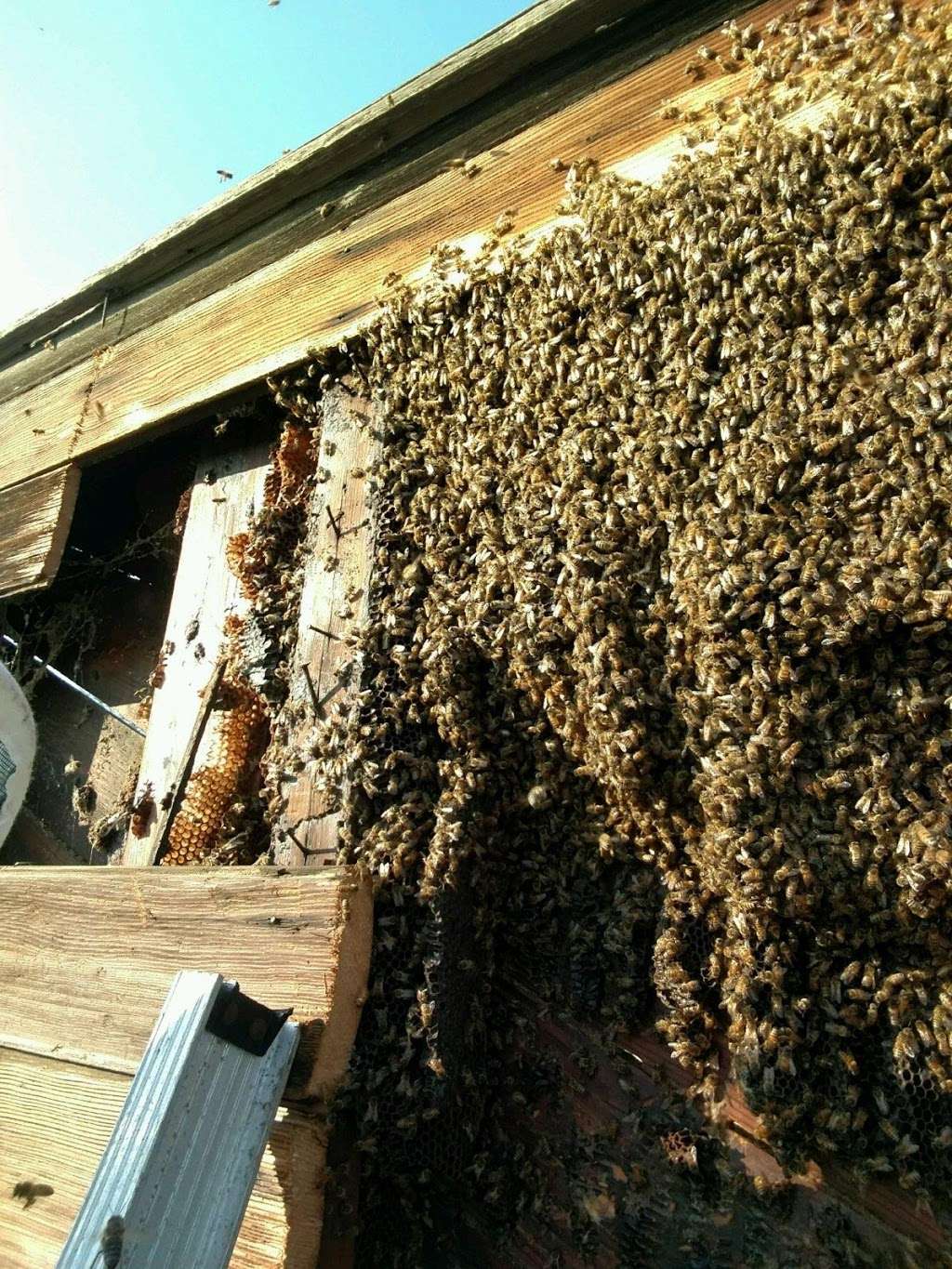 Villicano Farms, LLC (bee removal) | 14339 S Union Ave, Bakersfield, CA 93307, USA | Phone: (661) 241-3350