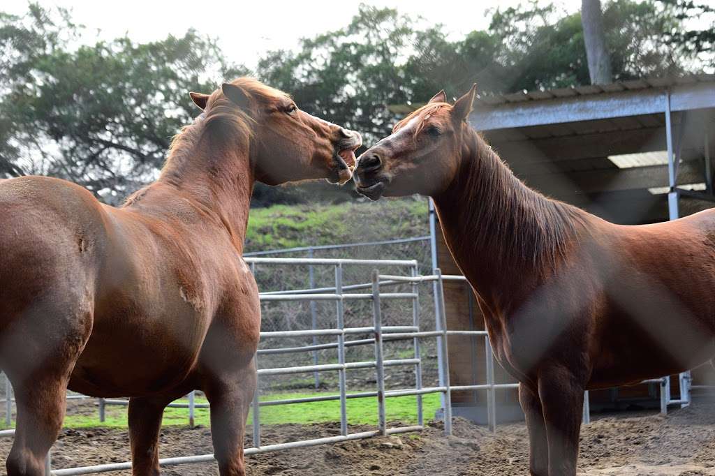 SFPD Stables | John F Kennedy Dr, San Francisco, CA 94122, USA | Phone: (415) 752-6255