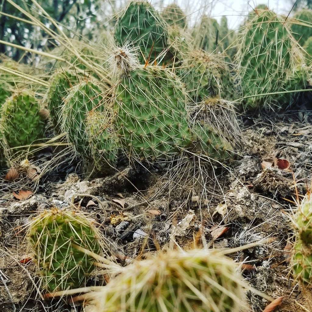 South Table Mountain Peak | Golden Summit Trail, Golden, CO 80401