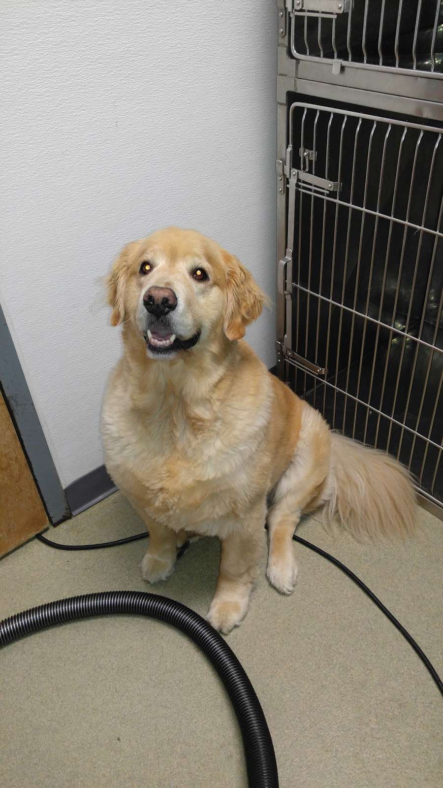 Deer Creek Animal Hospital | 6788 W 135th St, Overland Park, KS 66223, USA | Phone: (913) 851-3700